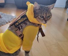 Adjustable Pet Harness (S-M) Cat / Small Dog. Camouflage