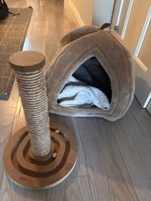 Free Cat Bed & Scratching Post