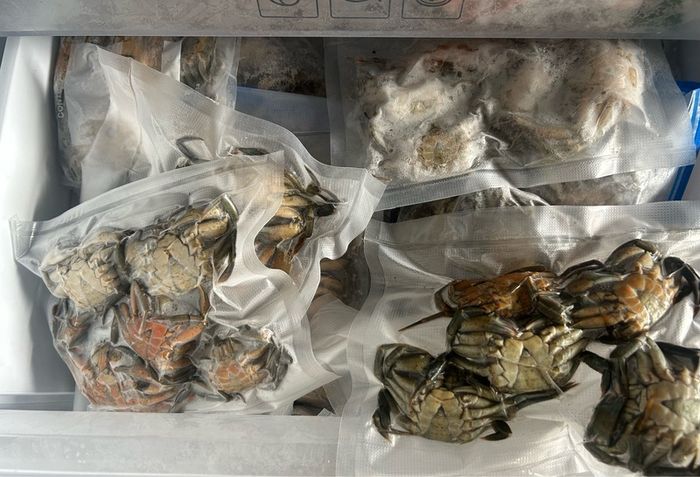 Live & frozen baits