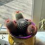 cactus Image 4
