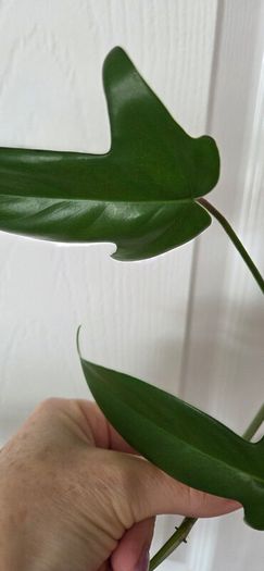 Plants set