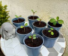 Plant of Happiness