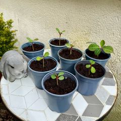Plant of Happiness