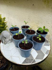 Plant of happiness