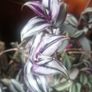 Plant Image 2