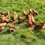 2nd Year Hybrid Hens Image 2