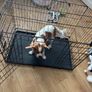 Large dog crate Image 4