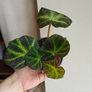 Begonia Solimutata Plant Image 3
