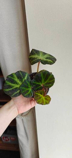 Begonia Solimutata Plant