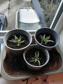 Spider plant