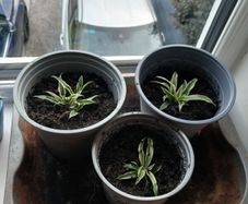 Spider plant