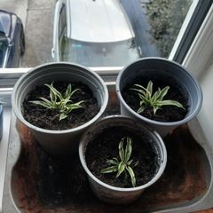 Spider plant