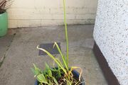 garden plant