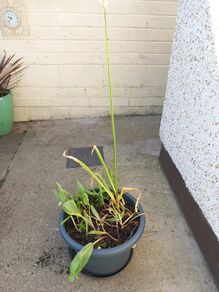 garden plant