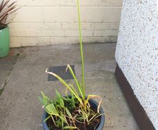 garden plant