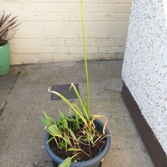 garden plant