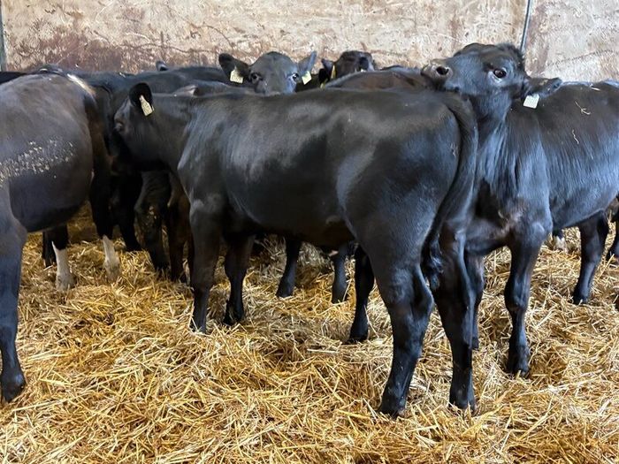 16 smashing heifer Weanlings
