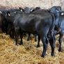 16 smashing heifer Weanlings Image 10