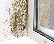 Anti Mould Paint Additive DCS3