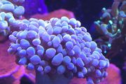 Hammer Coral Frag