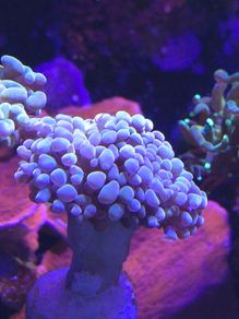 Hammer Coral Frag