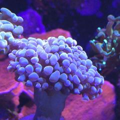 Hammer Coral Frag