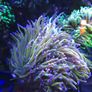 Dragon Tamer Torch Marine Coral Image 4