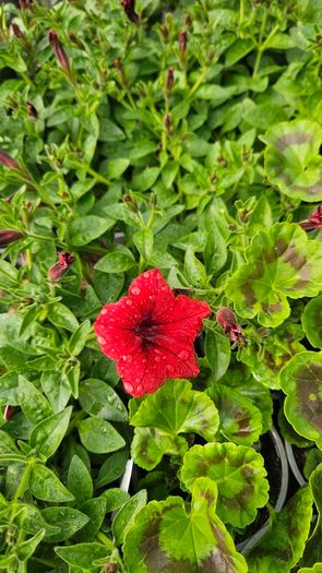 Summer Bedding, Trailing Plants