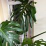 Large Healthy Monstera Deliciosa (Swiss Cheese Plant) in Ceramic Pot Image 6