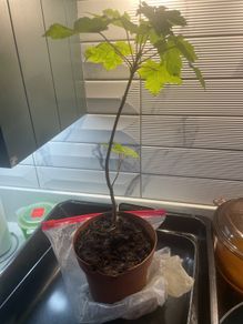 Tree plant