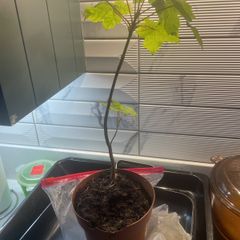 Tree plant