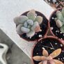 succulents Image 5