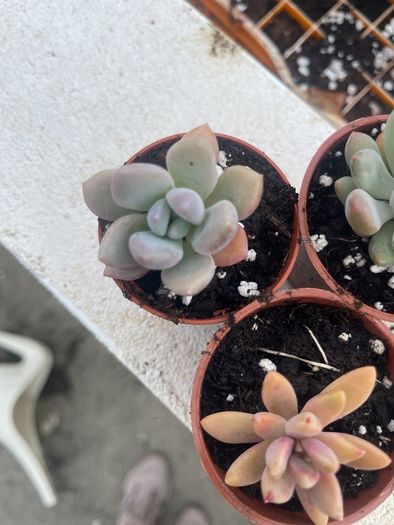 succulents