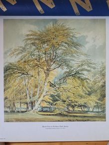 National Gallery Turner Print of Beech Trees.