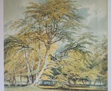 National Gallery Turner Print of Beech Trees.