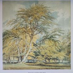National Gallery Turner Print of Beech Trees.