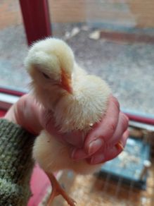 chicks
