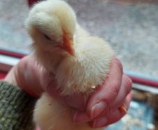 chicks