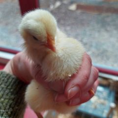 chicks