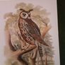 Nice selection of animal and bird print's Image 5