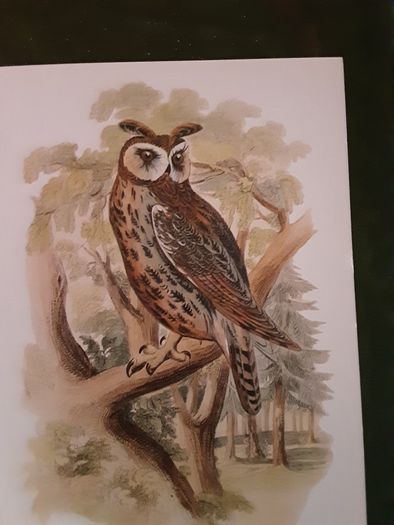 Nice selection of animal and bird print's