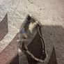Hanhart Preventor HD12 Full Set New Clasp Image 3