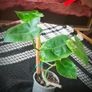 Rare Variegated Philodendron Burle Marx Healthy  Established Image 2