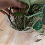 scindapsus Image 2