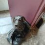 Labrador Bookends Image 2