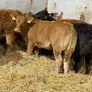 Top End Limousin Calves Image 6