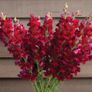 (S) Snapdragon Ruby seeds 0.2g (414901) Image 3