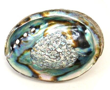 Abalone Shells