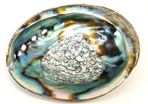 Abalone Shells