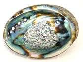 Abalone Shells